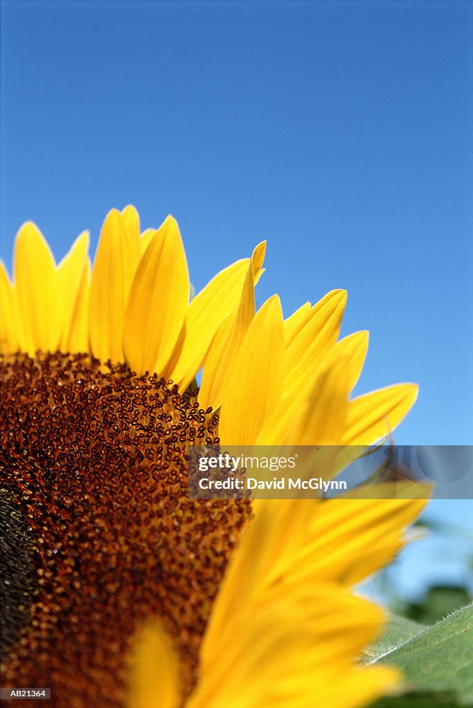 Sunflower, close-up