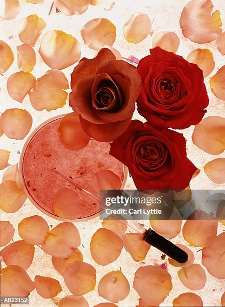 roses, petals, pipette and petri dish, overhead view - carl stockfoto's en -beelden