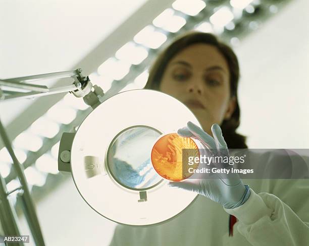 scientist looking at petri dish through magnify glass in laboratory - lamela - fotografias e filmes do acervo