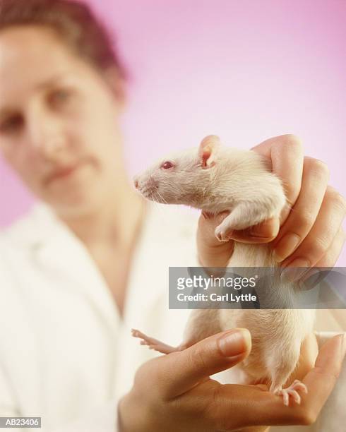 technician holding white rat, close-up, low angle (focus on rat) - dierproef stockfoto's en -beelden