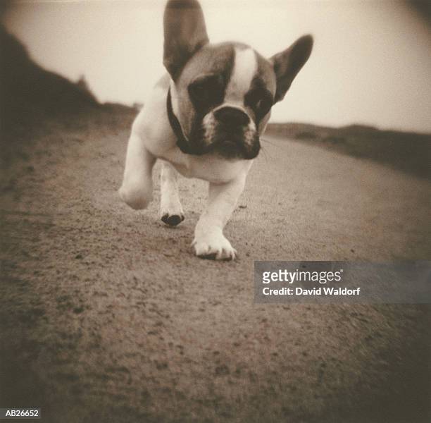 french bulldog puppy walking in park (toned b&w) - waldorf fotografías e imágenes de stock