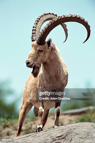 nubian ibex (capra nubiana) - goat stock pictures, royalty-free photos & images