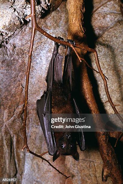 giant fruit bat (pteropus giganteus) - pteropus giganteus photos et images de collection