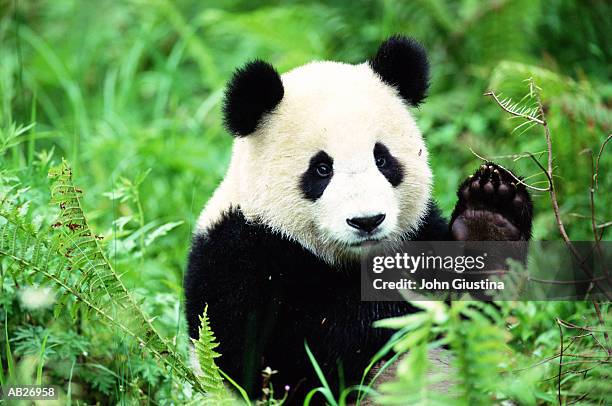 giant panda (ailuropoda melanoleuca) - panda stock-fotos und bilder