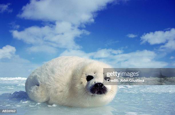 harp seal pup (pogophilus groenlandicus) - seehundjunges stock-fotos und bilder