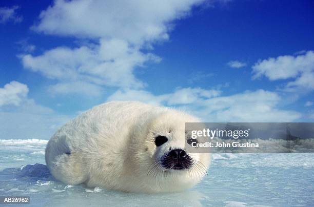 harp seal pup (pogophilus groenlandicus) - earless seal stock pictures, royalty-free photos & images