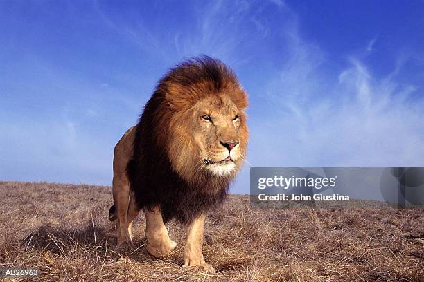 lion (panthera leo) - löwe großkatze stock-fotos und bilder