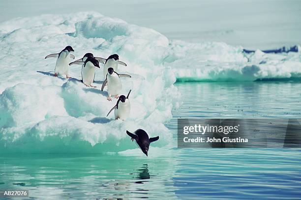 adelie penguins (pygoscelis adeliae) jumping from iceberg - polar climate stock pictures, royalty-free photos & images