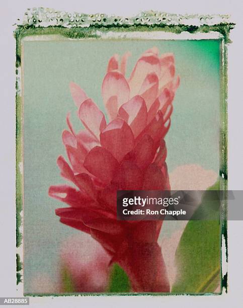 red ginger flower (hedychium gardnerianum) close-up - ginger flower stock-fotos und bilder