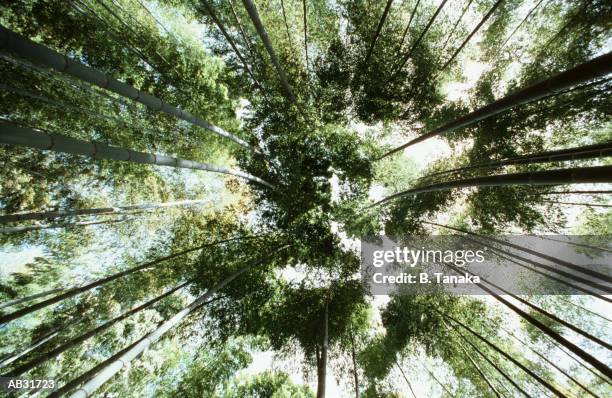 japan, kyusha, kagoshima, bamboo grove, low angle view - tanaka stock pictures, royalty-free photos & images
