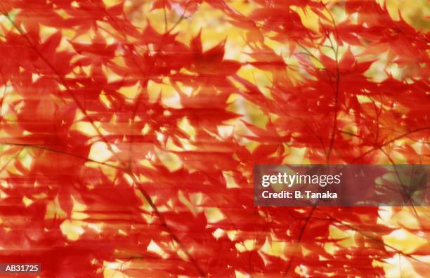 japanese maple tree leaves (acer palmatum), autumn - tanaka stockfoto's en -beelden