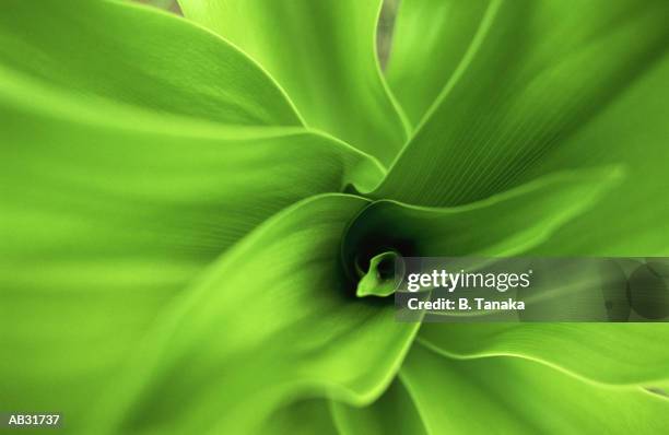 leaves, detail - tanaka stockfoto's en -beelden