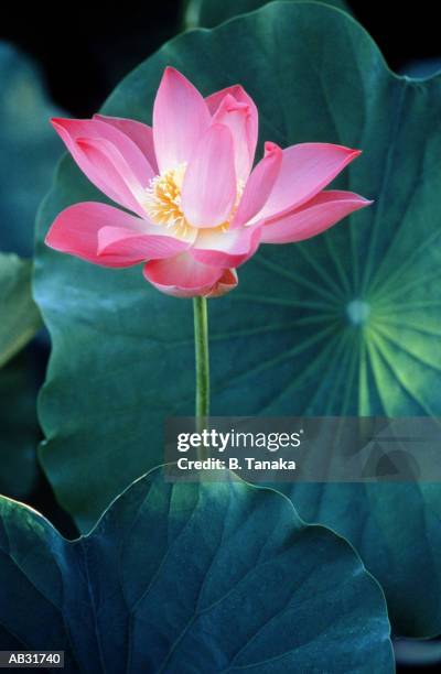 lotus flower (nelumbo sp.), close-up - tanaka stock pictures, royalty-free photos & images