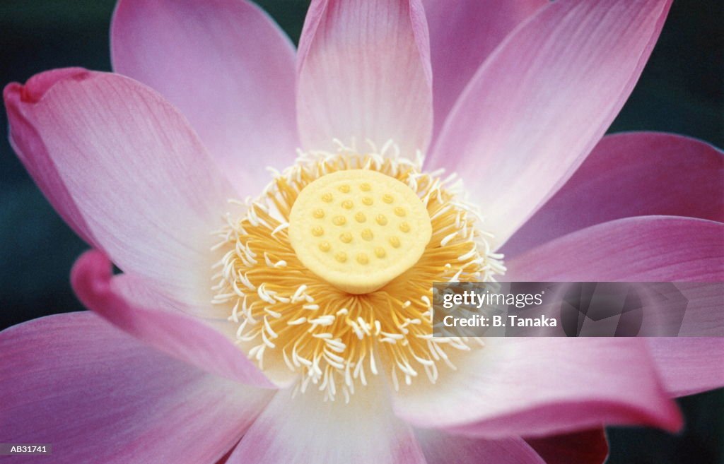Pink lotus blossom (Nelumbo sp.), close-up