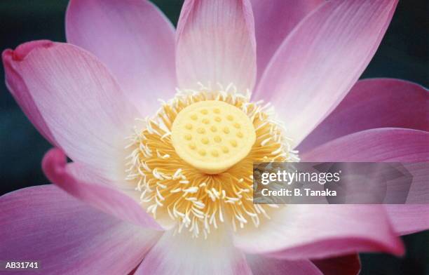 pink lotus blossom (nelumbo sp.), close-up - tanaka stockfoto's en -beelden