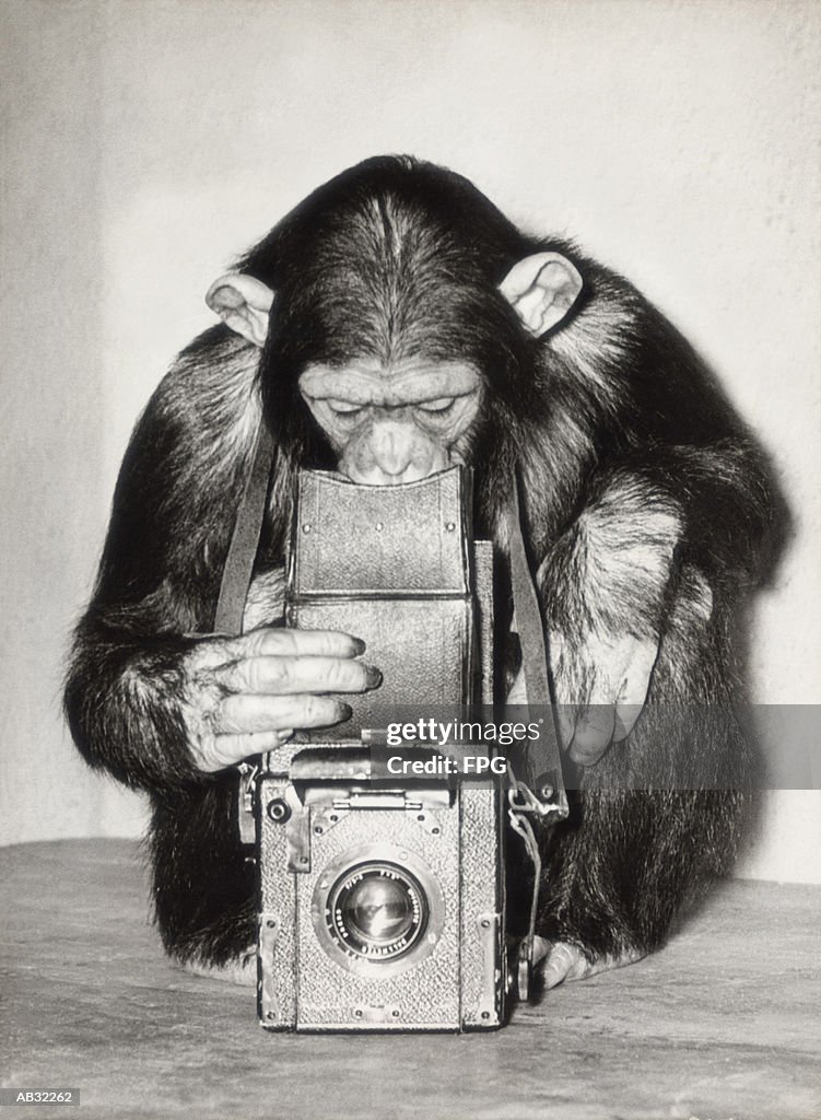 Chimpanzee looking through vintage box camera (B&W)