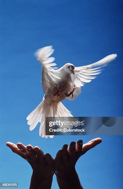 man releasing white dove, close-up, low angle view (blurred motion) - releasing doves stock pictures, royalty-free photos & images