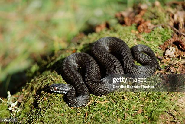 adder curled up on the grass - fischer stock pictures, royalty-free photos & images