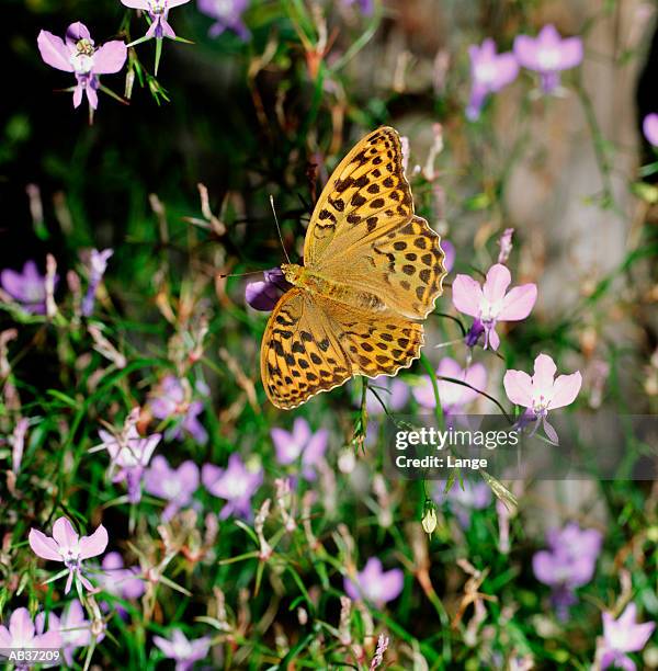 silver washed fritillary butterf - fritillary butterfly stock pictures, royalty-free photos & images