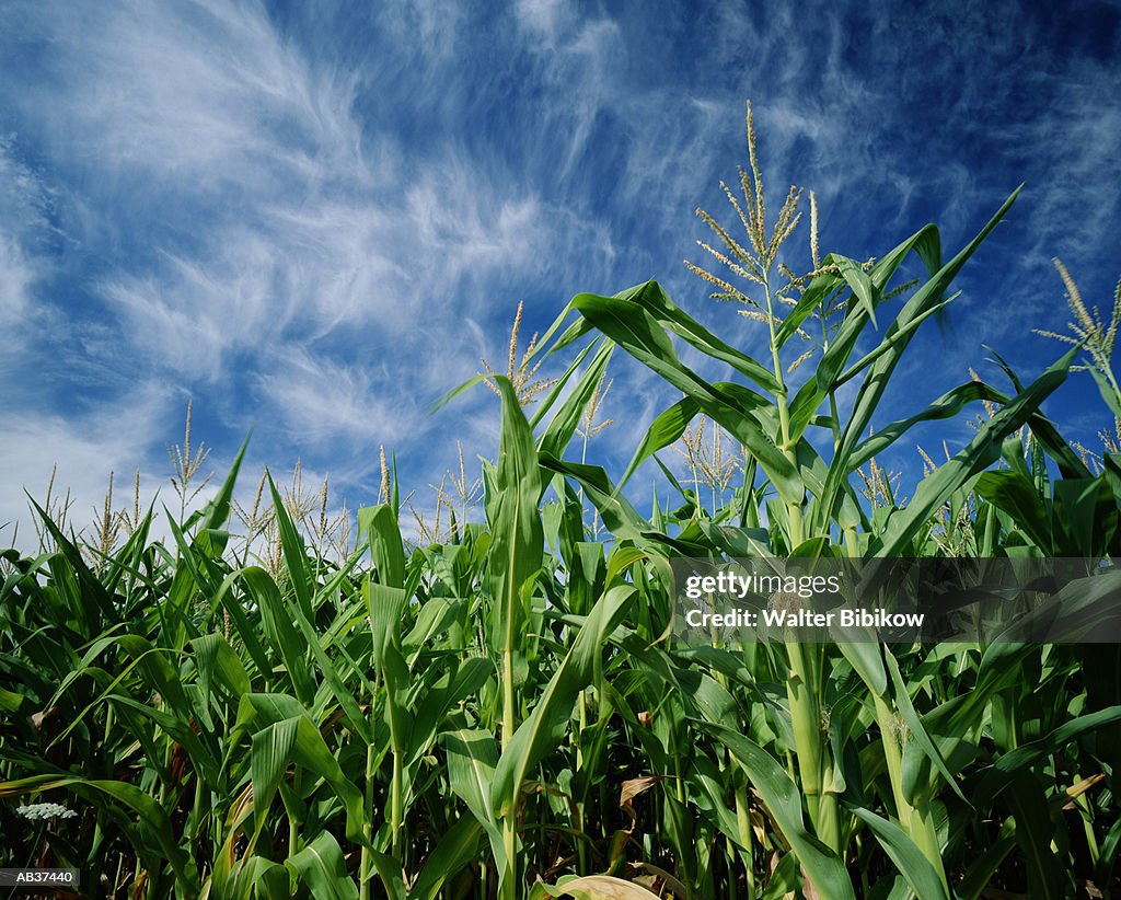 Corn growing in field, summer, low angle view