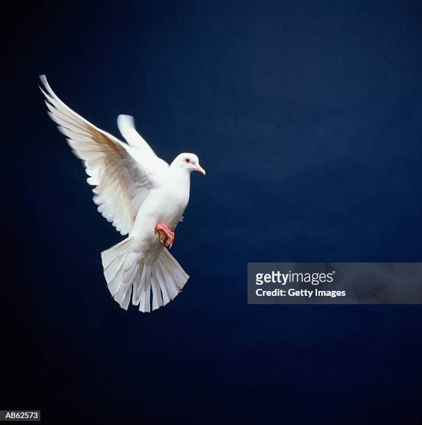 white dove in flight, blue background - paloma pájaro fotografías e imágenes de stock