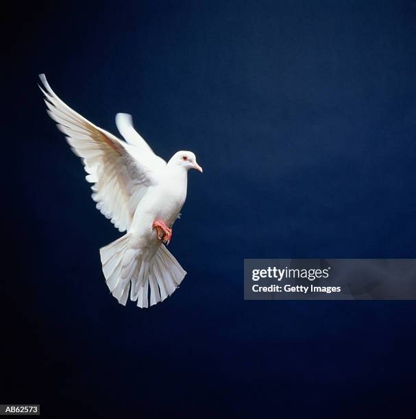 white dove in flight, blue background - doves stock pictures, royalty-free photos & images