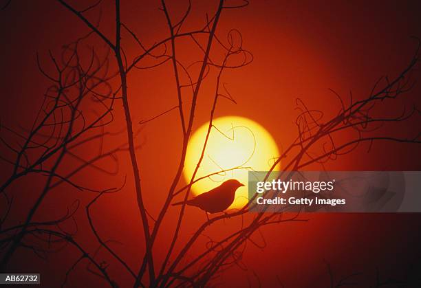 bird on branch silhouetted against sunset - werner stock pictures, royalty-free photos & images
