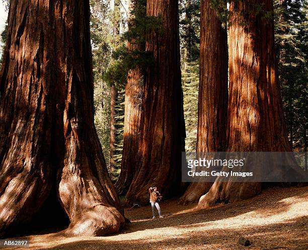 woman standing amongst giant sequioas, looking up, california, usa - sequoia stockfoto's en -beelden