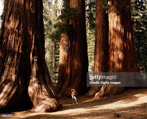 woman standing amongst giant sequioas, looking up, california, usa - yosemite national park stock pictures, royalty-free photos & images