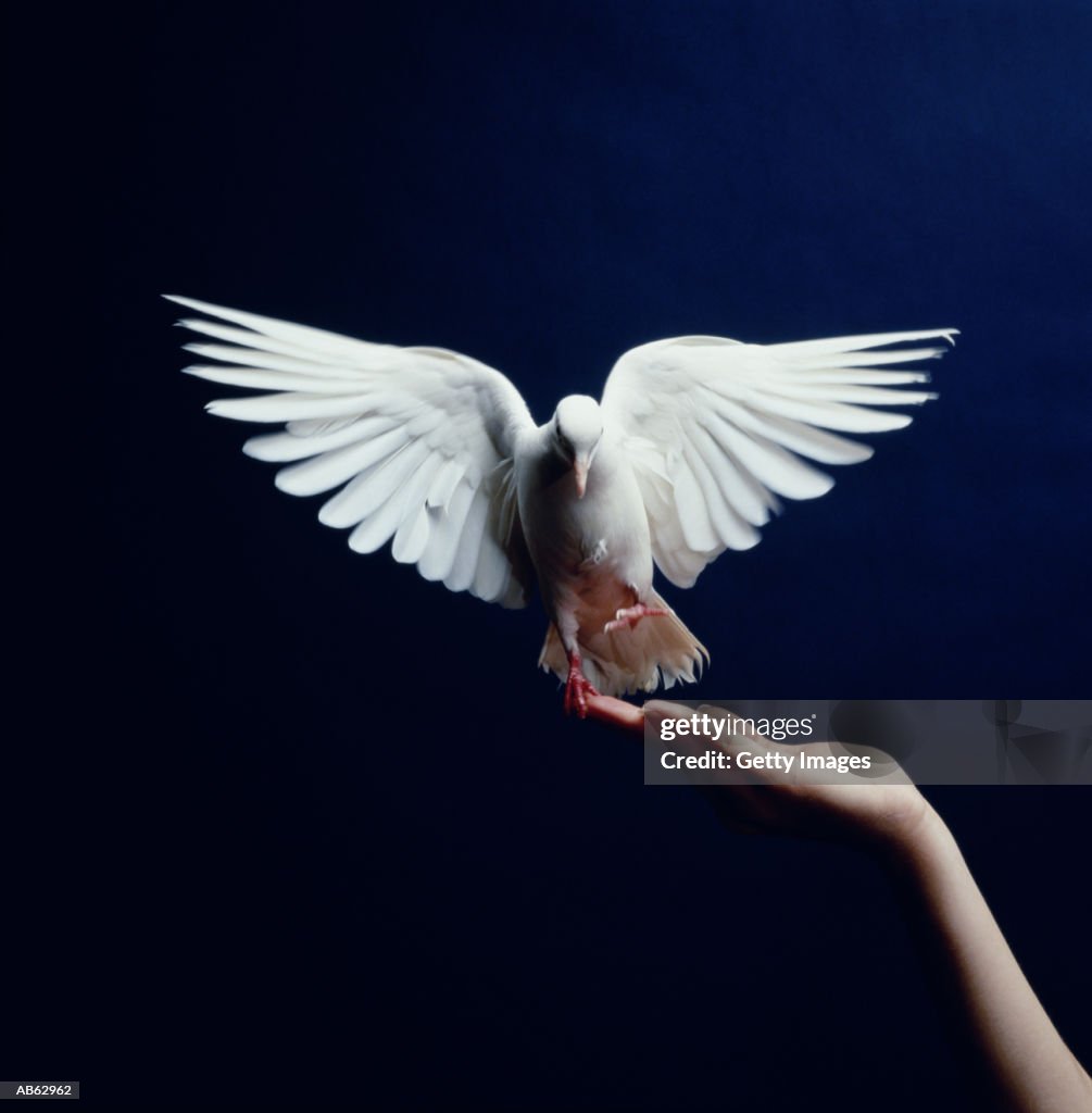 White Dove flying from hand, blue background