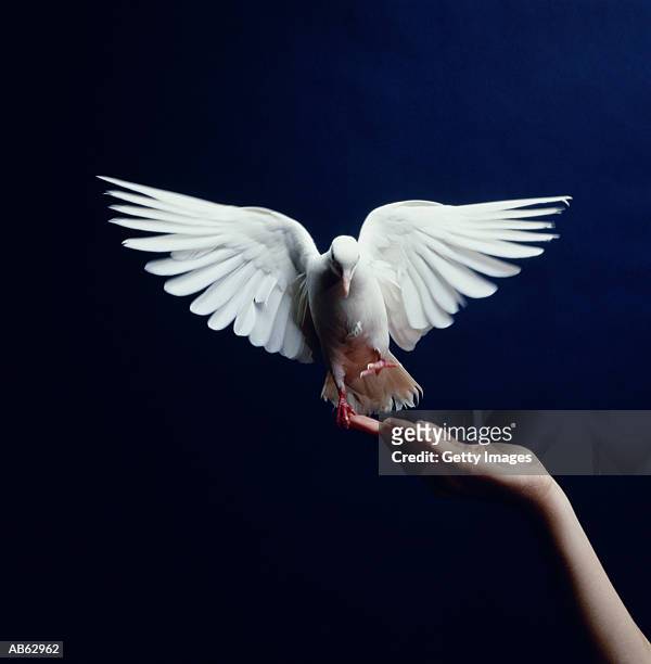 white dove flying from hand, blue background - dierenvleugel stockfoto's en -beelden
