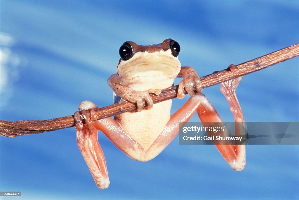 Reed Frog (Hyperolius sp.) on twig