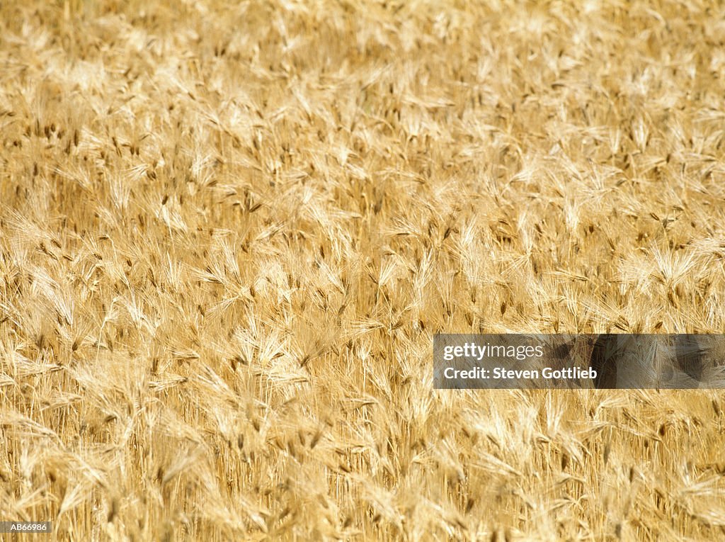 Field of ripe wheat, elevated view (full frame)