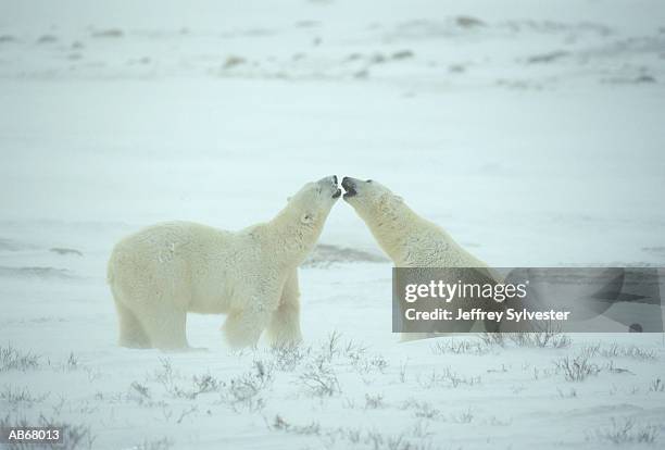 two polar bears (ursus maritmus) - cape churchill stock pictures, royalty-free photos & images