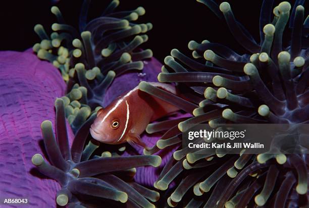 pink clownfish (amphiprion perideraion) in anemone (anthozoa) - jill stock pictures, royalty-free photos & images