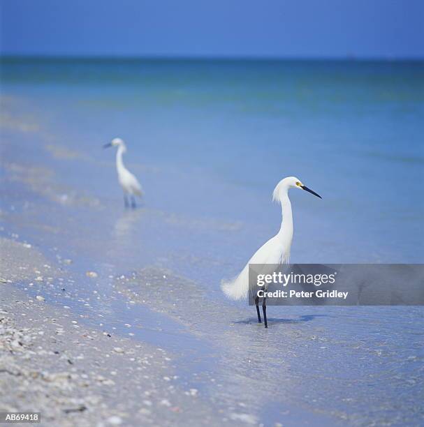 two snowy egrets (egretta thula) standing on shore, florida, usa - snowy egret stockfoto's en -beelden