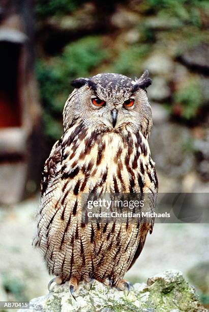 eurasian eagle owl (bubo bubo), austria - michaels stockfoto's en -beelden