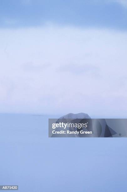 polarbear - cape churchill stock pictures, royalty-free photos & images