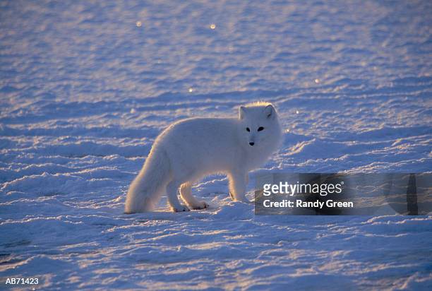 arctic fox (alopex lagopus) standing in snow, manitoba, canada - premiere of blue fox entertainments big bear arrivals stockfoto's en -beelden