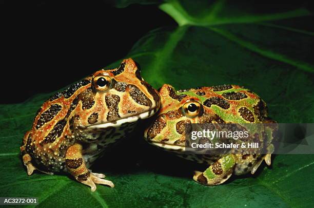 ornate horned frogs (ceratophys ornata) on leaf, close-up - sydamerika bildbanksfoton och bilder