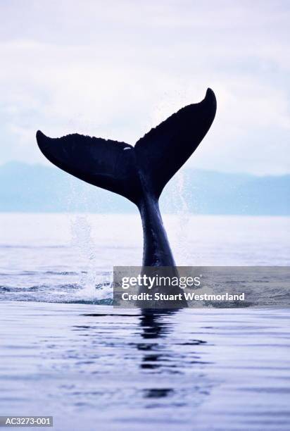 humpback whale (megaptera novaeangliae) tail above water - tail fin stock-fotos und bilder