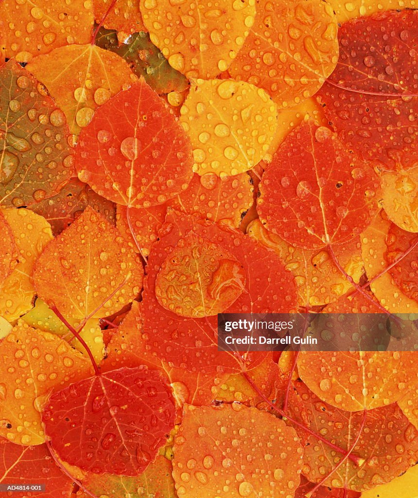 Autumnal aspen leaves, full frame