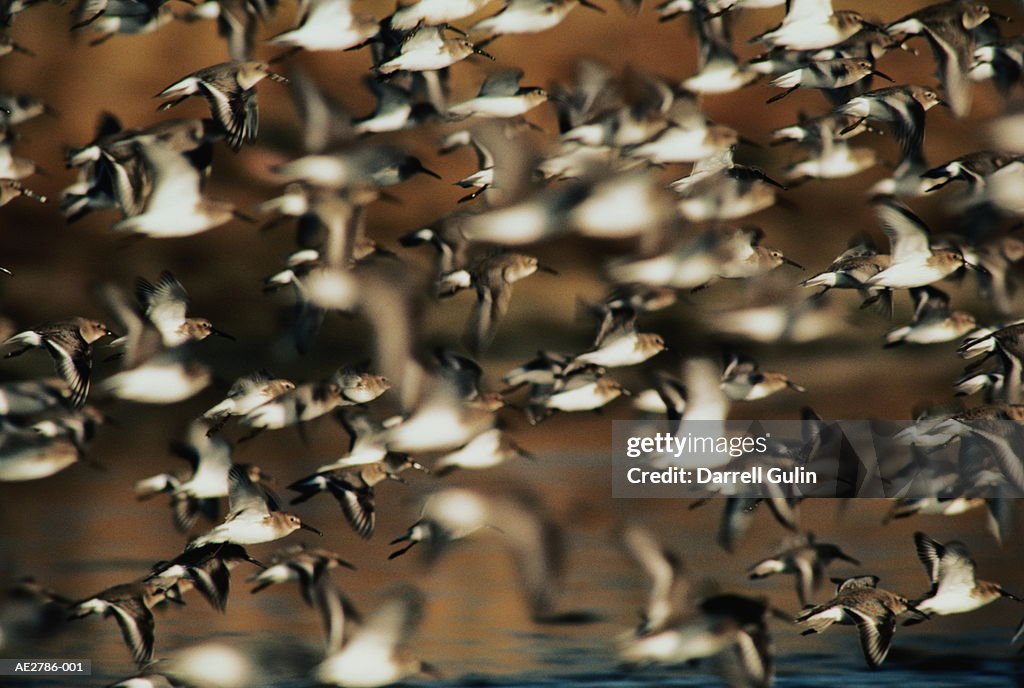 Dunlin birds in flight