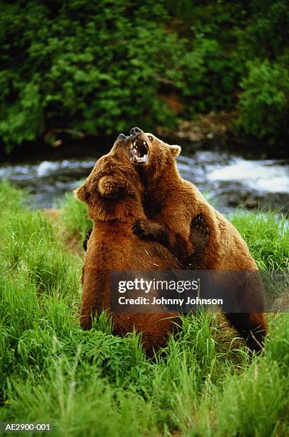 usa, alaska, mcneil river bear sanctuary, brown bears fighting - bear attacking stock-fotos und bilder