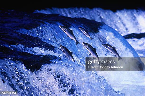sockeye salmon (oncorhynchus nerka) negotiating falls (composite) - waterfall jump stock pictures, royalty-free photos & images