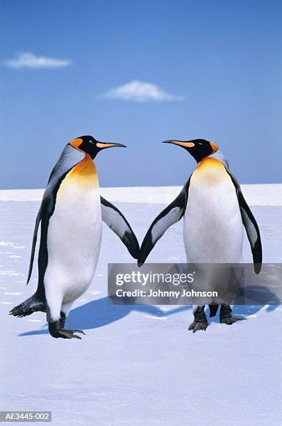 king penguins (aptenodytes patagonicus) (digital composite) - penguin stock pictures, royalty-free photos & images