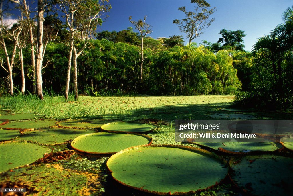 Brazil,Amazon,Giant Victoria Regia Lilypads
