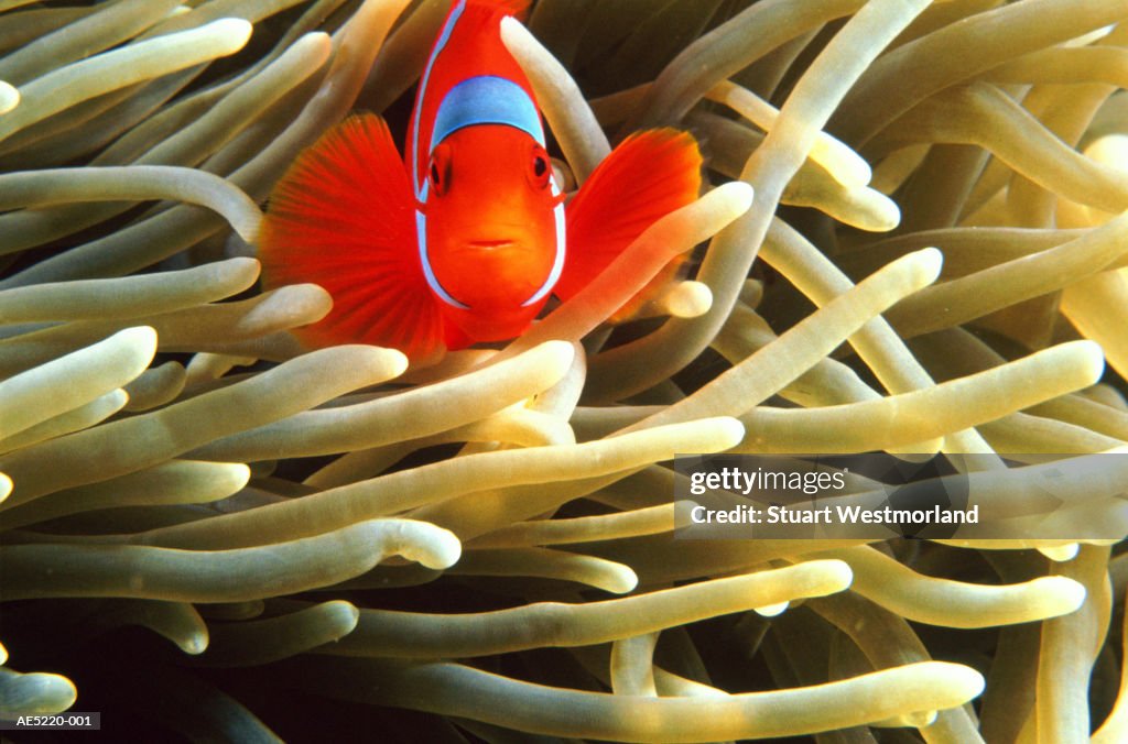 False clown anemonefish (Amphiprion ocellaris), Australia