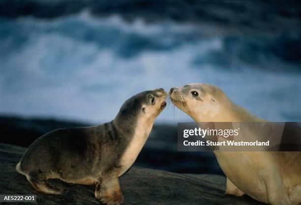 female australian sea lion (neophoca cinerea) with young - cria de foca imagens e fotografias de stock