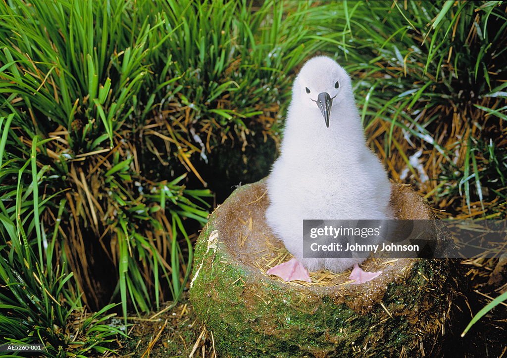 Grey-headed albatross chick (Diomedea chrysostoma) in nest